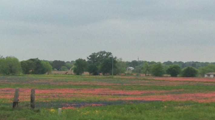 Field of Mixed Wildflowers