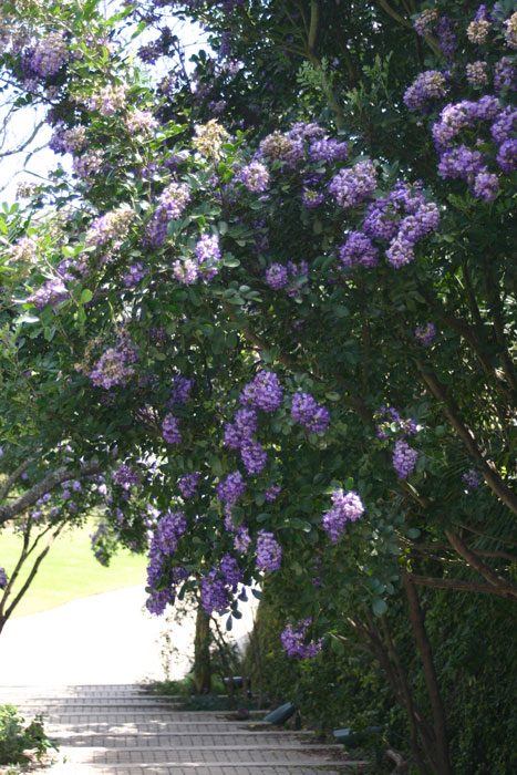 Texas Mountain Laurel