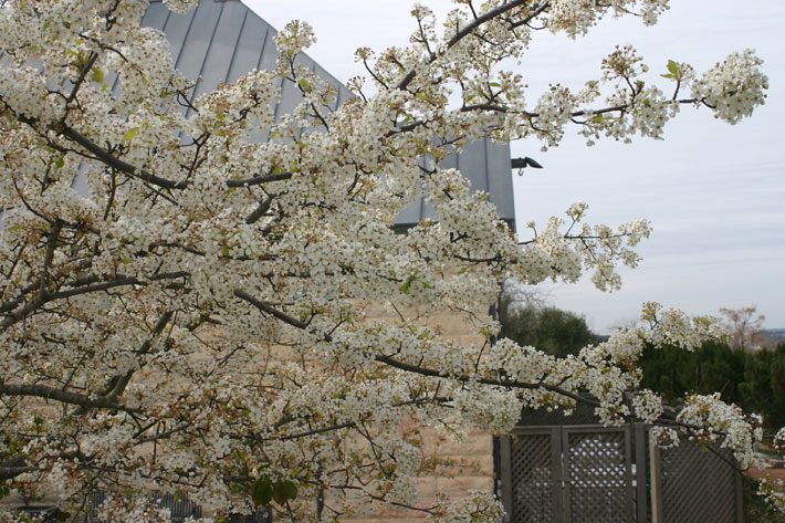 Late Winter Pear Blossoms