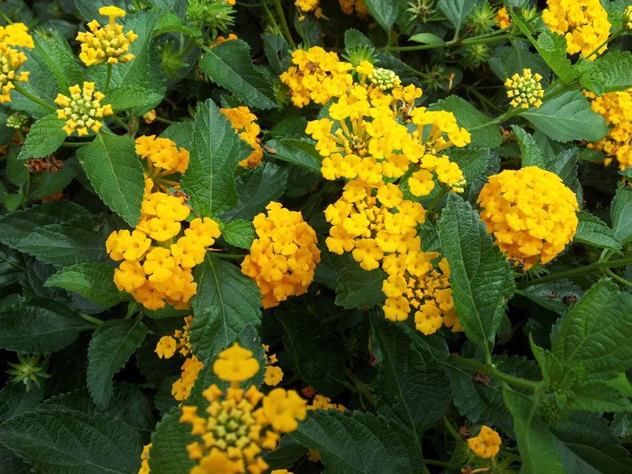 New Gold Lantana