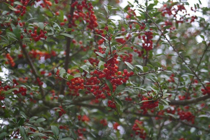 Yaupon Berries