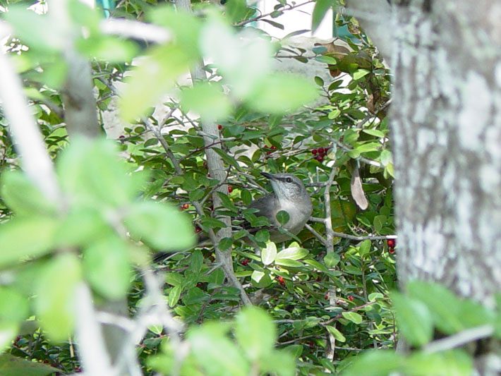 Yaupon and Mockingbird