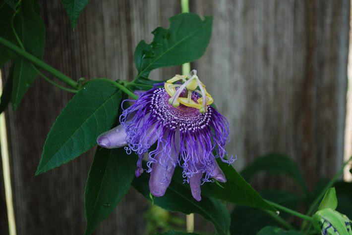 Passion Flower