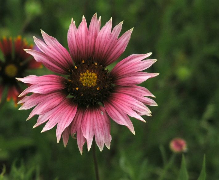 Pink Indian Paintbrush