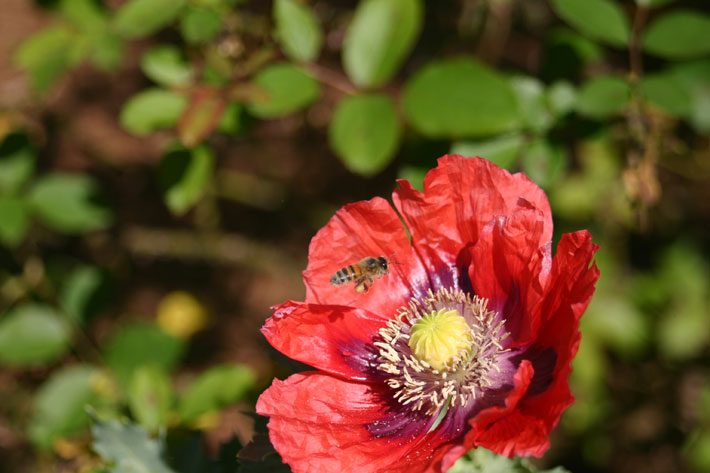 Poppy