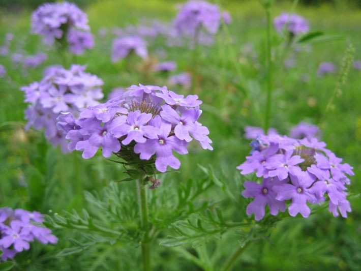 Purple Prairie Verbena