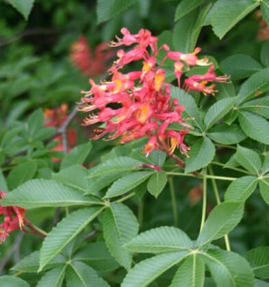 Red Buckeye