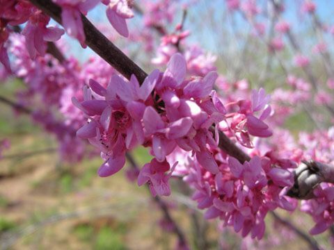 Redbud