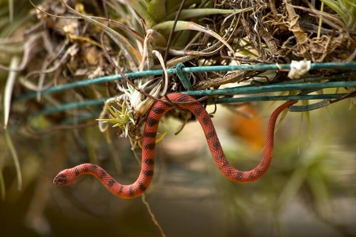Rubber snakes in a Tree