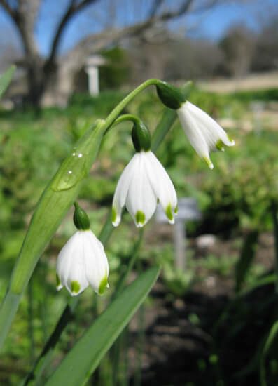 Summer Snowdrops