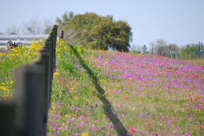 Spring Phlox
