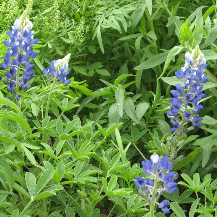 Texas Bluebonnets