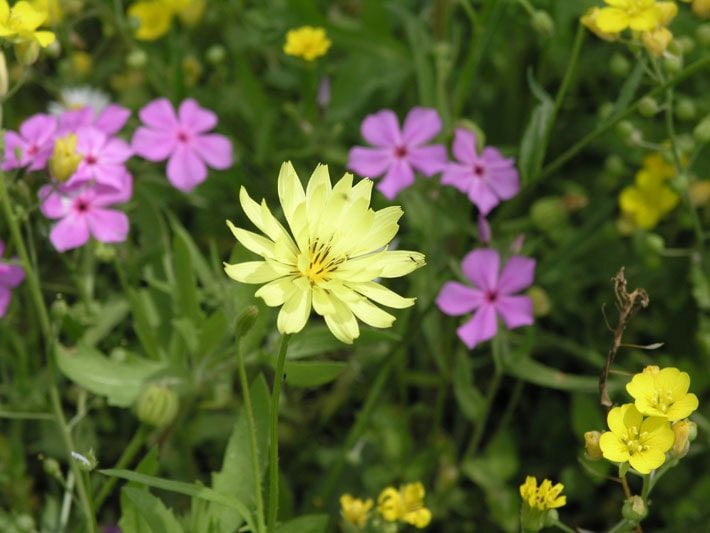 Texas Dandelion and Phlox