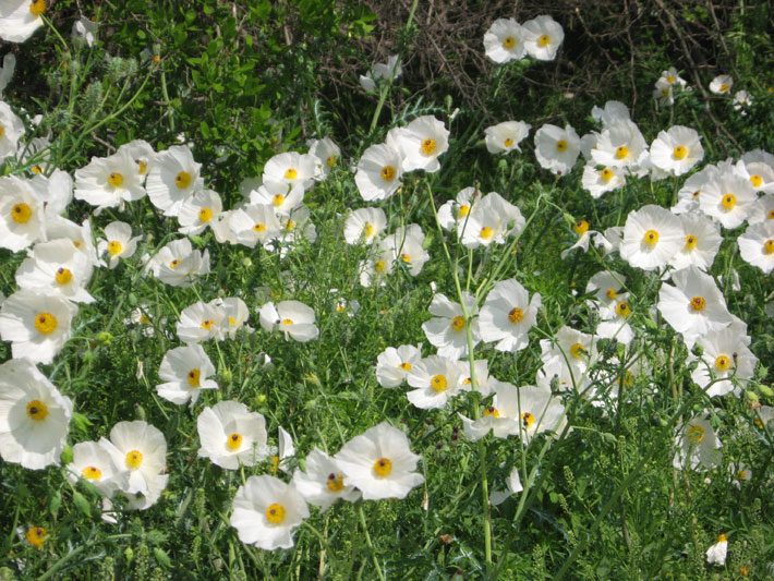 White Prickly Poppies
