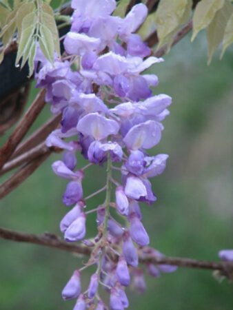 Wisteria at SA Botanical Garden