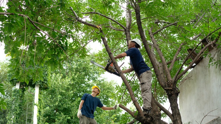 arborist