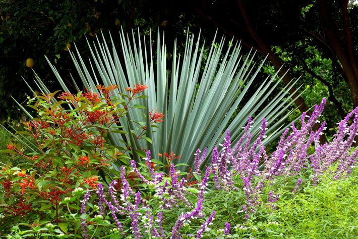 The architectural nature of this Nelson’s nolina makes a great pairing with the informal growth habit of the tall blue velvet sage and firebush.