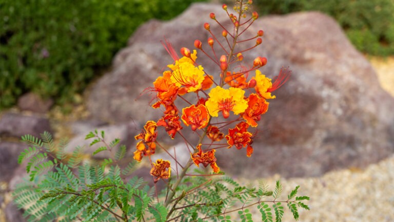Pride of Barbados