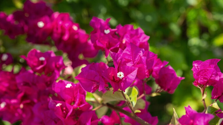 bougainvillea