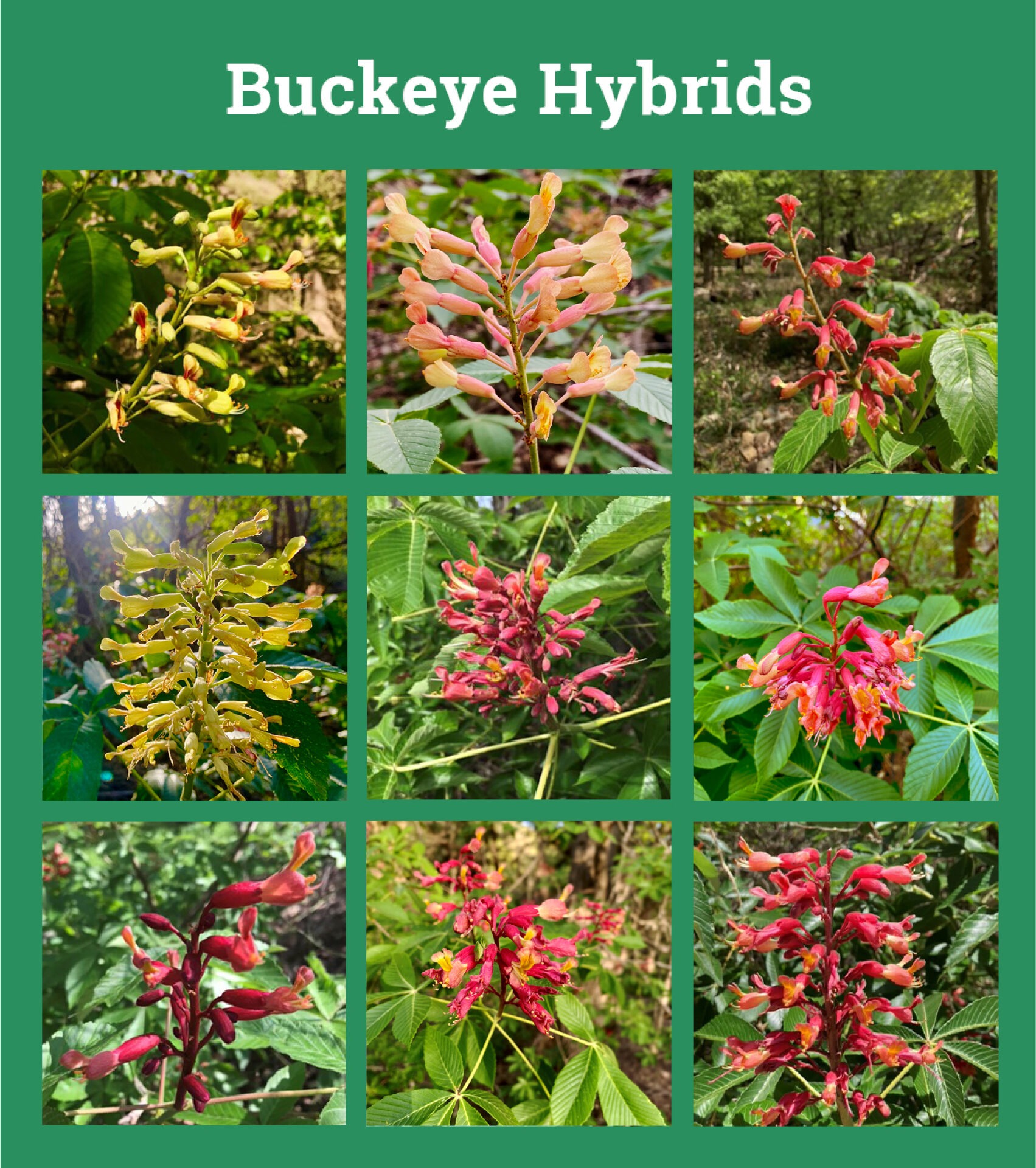 buckeye