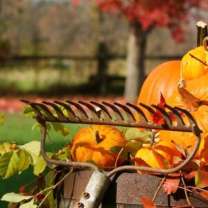 A rake leaning against a barrel with pumpkins creates a rustic fall gardening scene.