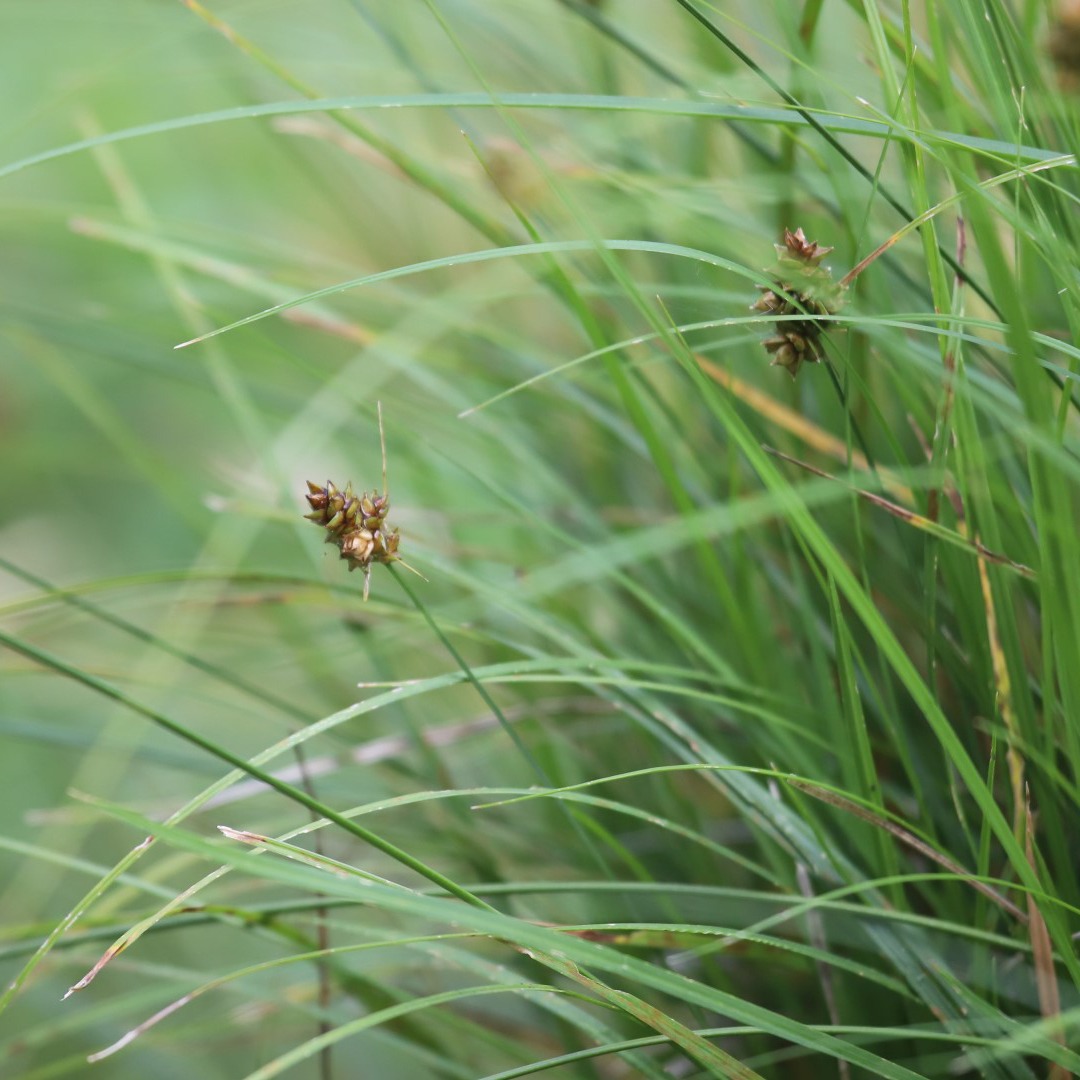 turf sedge