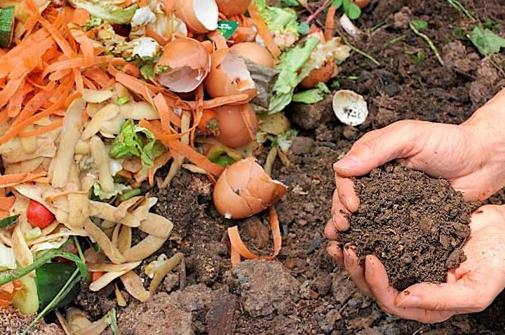 Hands cradling compost in a bin containing eggshells and vegetable scraps