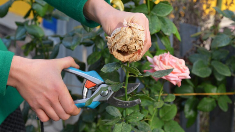 deadheading roses