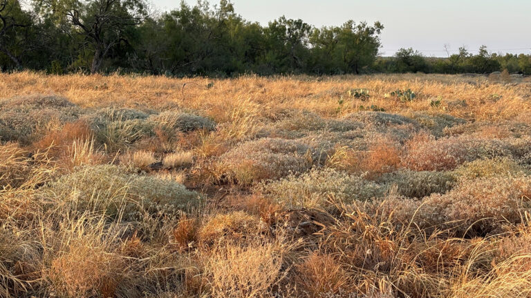 gold grass