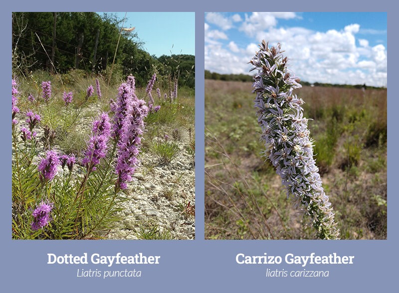 two gayfeather plants