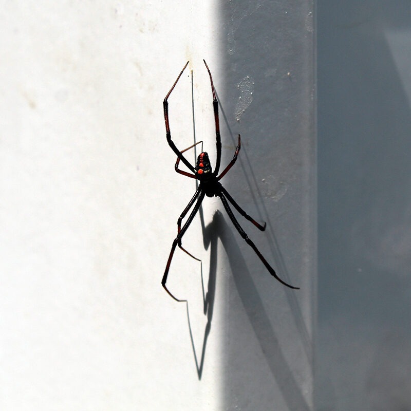 black widow