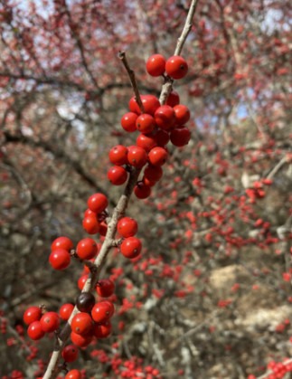 Possumhaw Holly