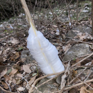 Frostweed