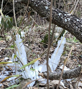 Frostweed