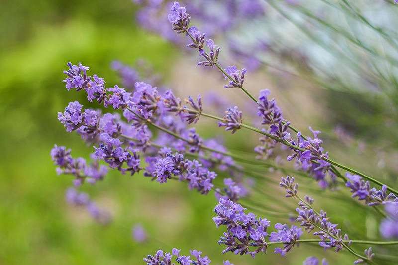 Lavender