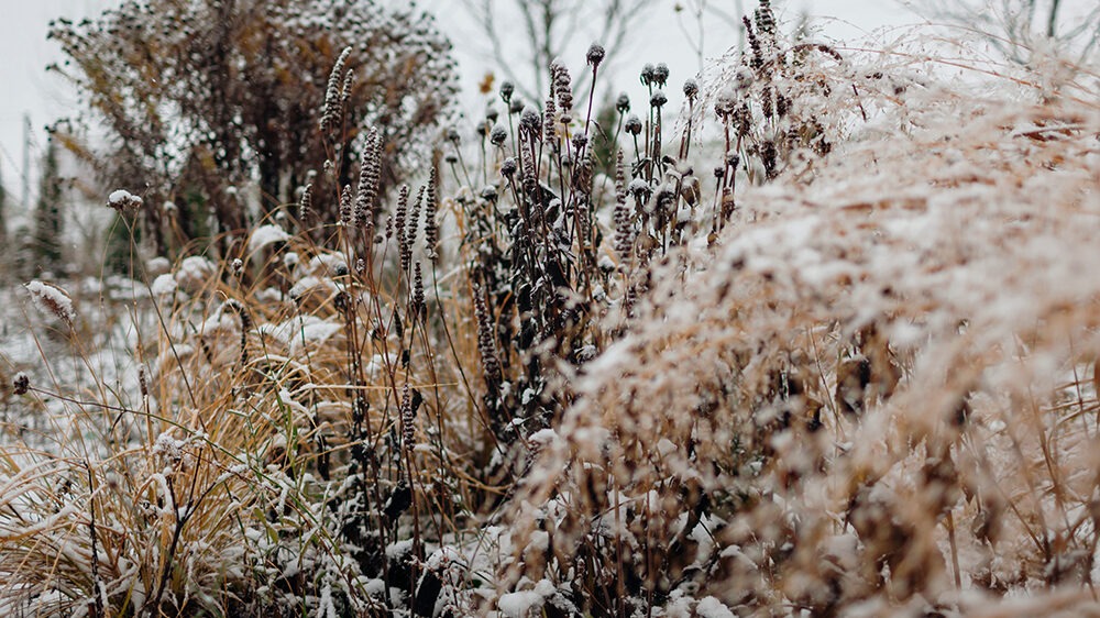 winter landscape