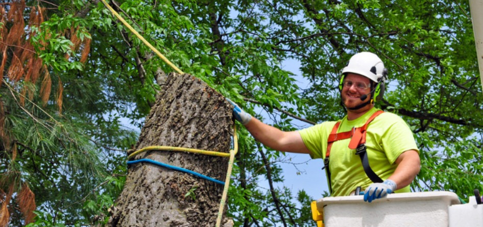 Arborist fastening ropes on a tree.