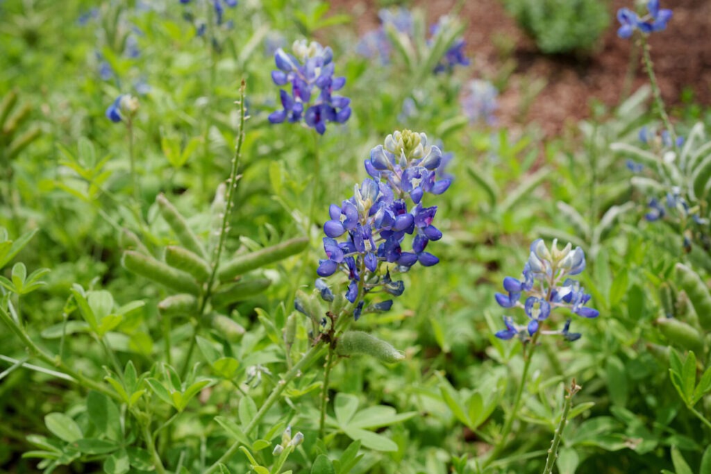 Bluebonnet