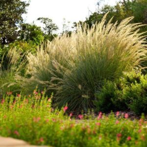 Resilient landscape showing billowing muhly grass and pink-flowered sage plants
