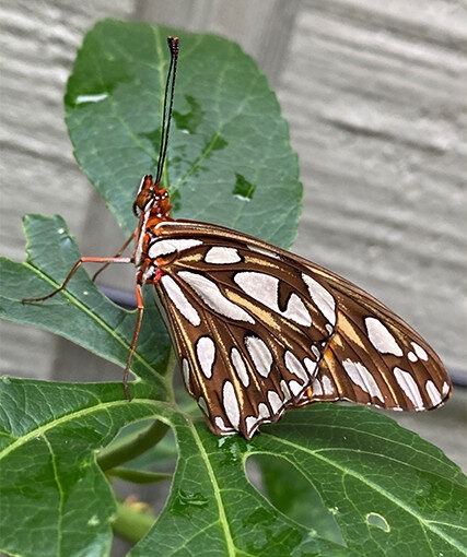 Gulf fritillary on passionflower vine