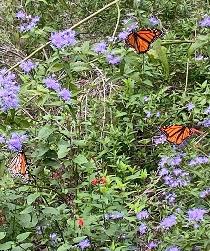 Queens and monarchs on crucita mistflowers