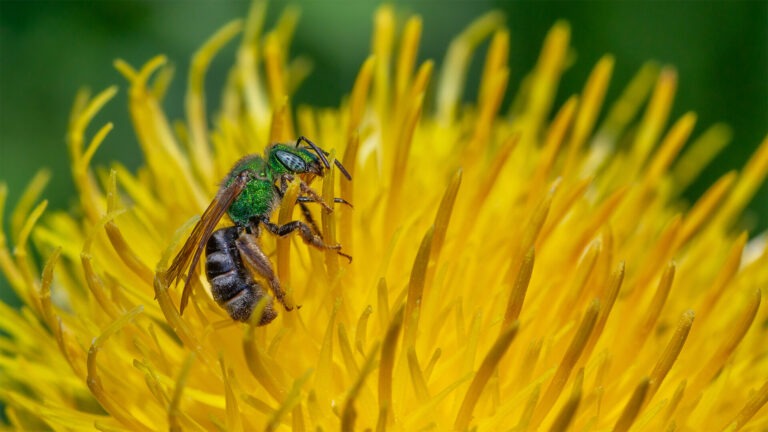 bee