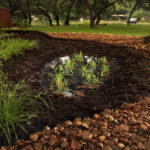 Rain garden collecting water in home landscape