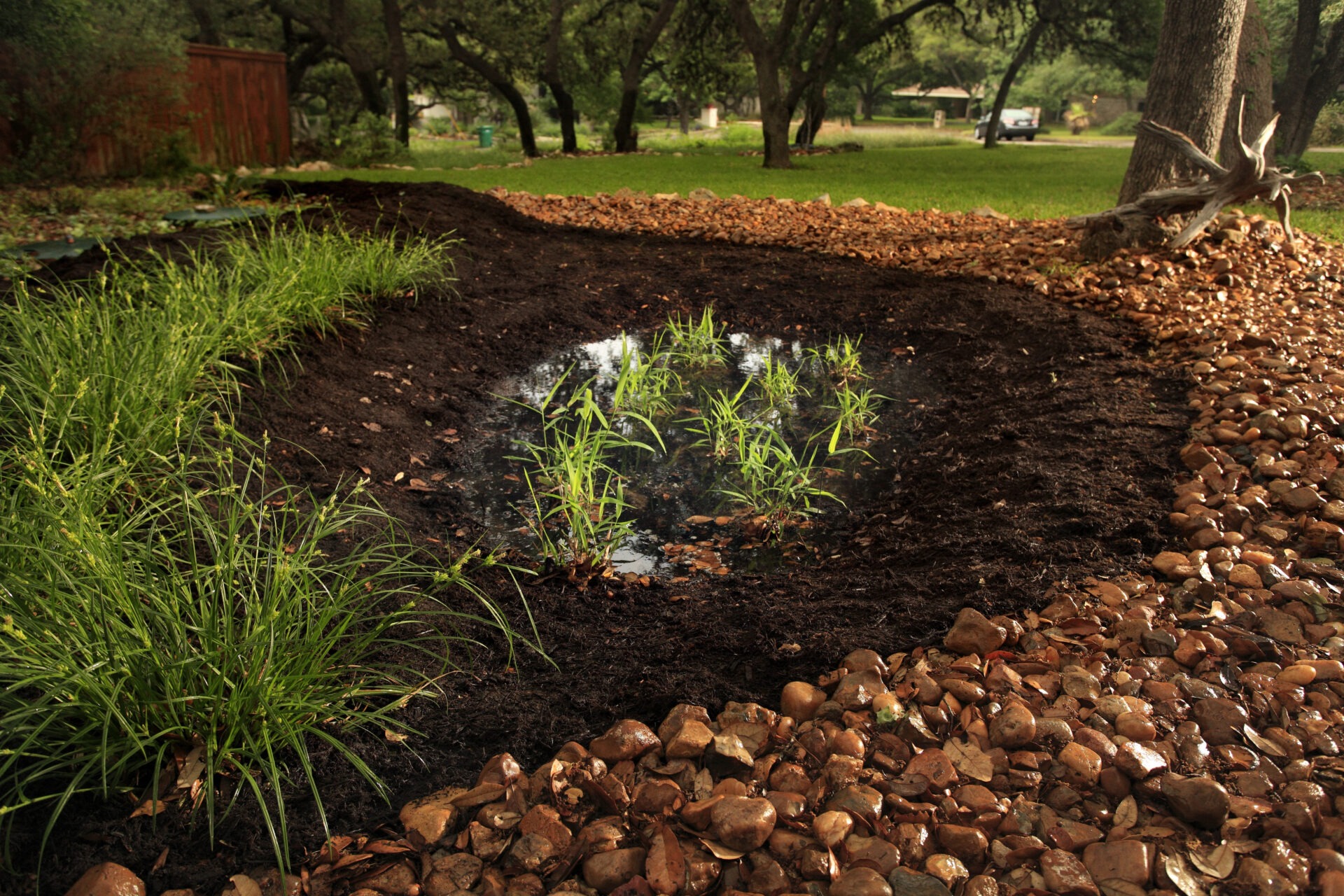 Rain garden collecting water in home landscape