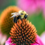 Bee perched on a cone flower