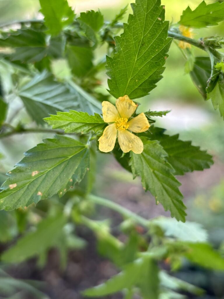 Three lobed false mallow bloom