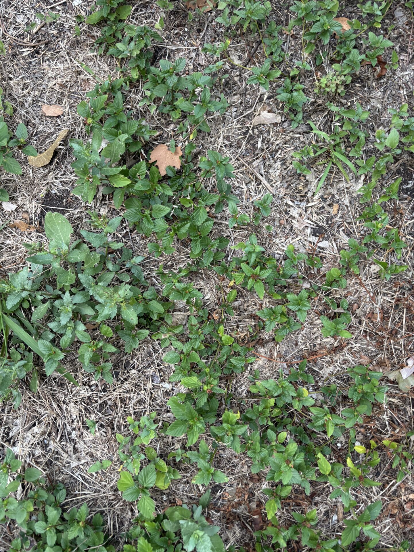 Three lobed false mallow winter-spring leaves mowed