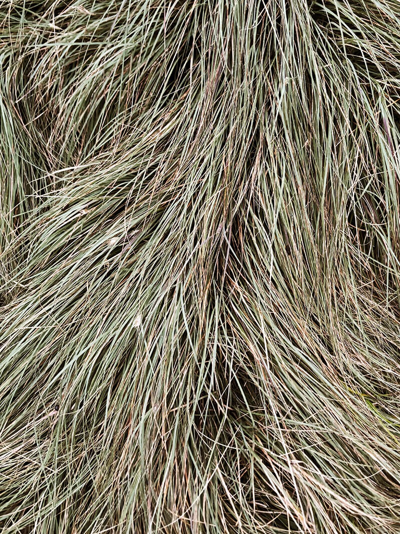 buffalo grass