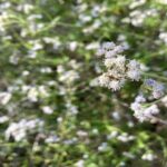 Closeup of flowers of Pink Thoroughwort (also called Pink Mistflower).