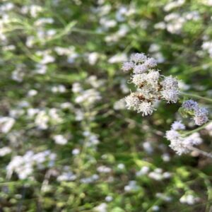 Closeup of flowers of Pink Thoroughwort (also called Pink Mistflower).